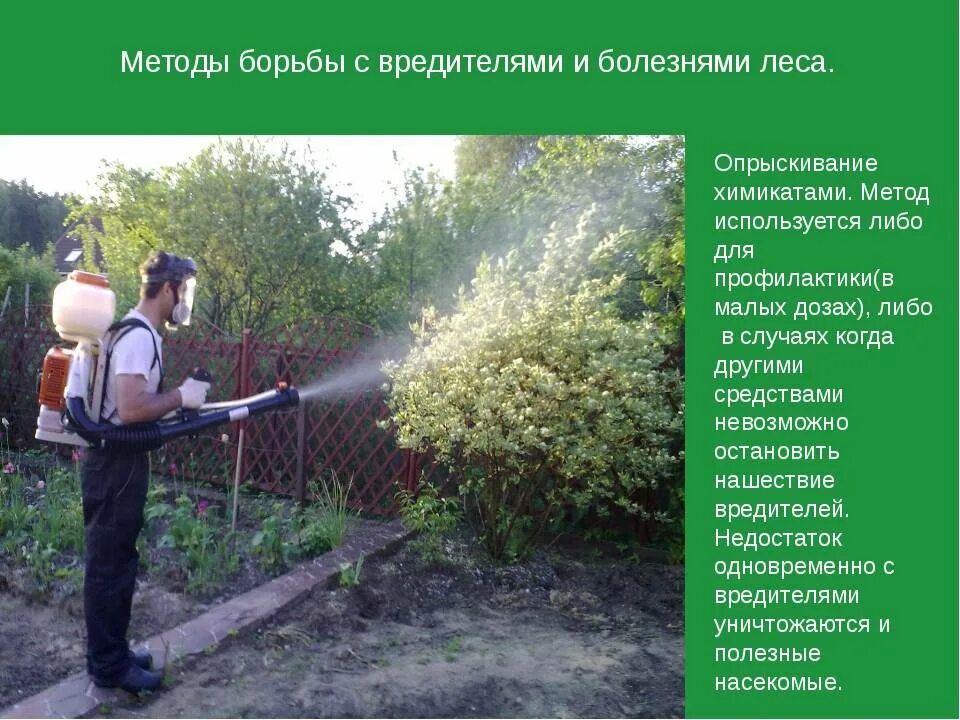 Способы борьбы с ним. Методы борьбы с вредителями и болезнями. метод борьбы с вредителями. защита леса от вредителей и болезней. методы борьбы с вредителями леса.