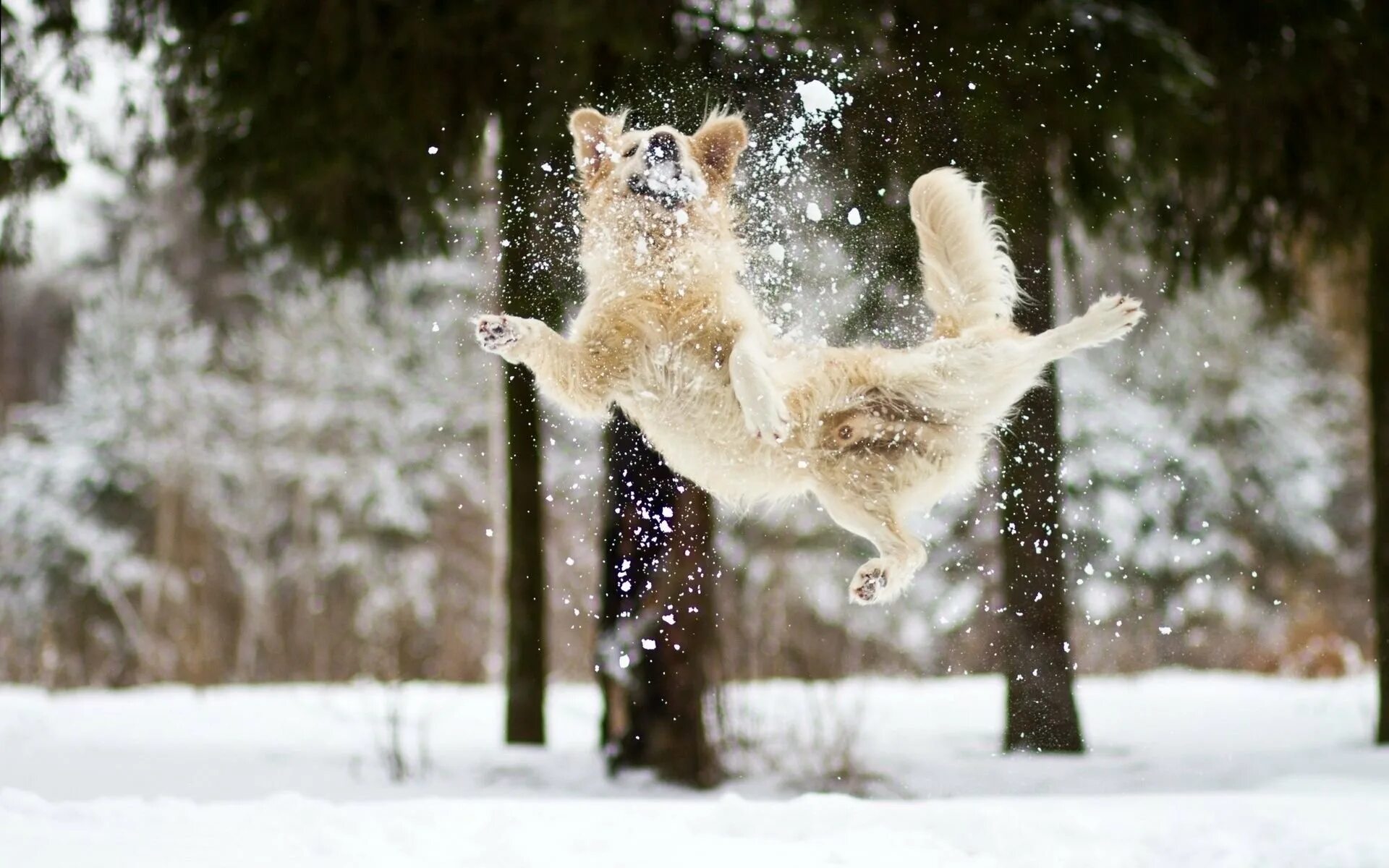 Зимнее настроение. Зима радость. Животные радуются снегу. Собака радуется снегу. Лови смело
