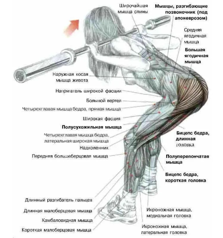 Отведение бедра назад стоя в тренажере. Средняя ягодичная мышца упражнения. Тренировка ягодичных мышц. Тренировка ягодичных мышц. Мышцы ягодиц анатомия и упражнения для женщин в зале.