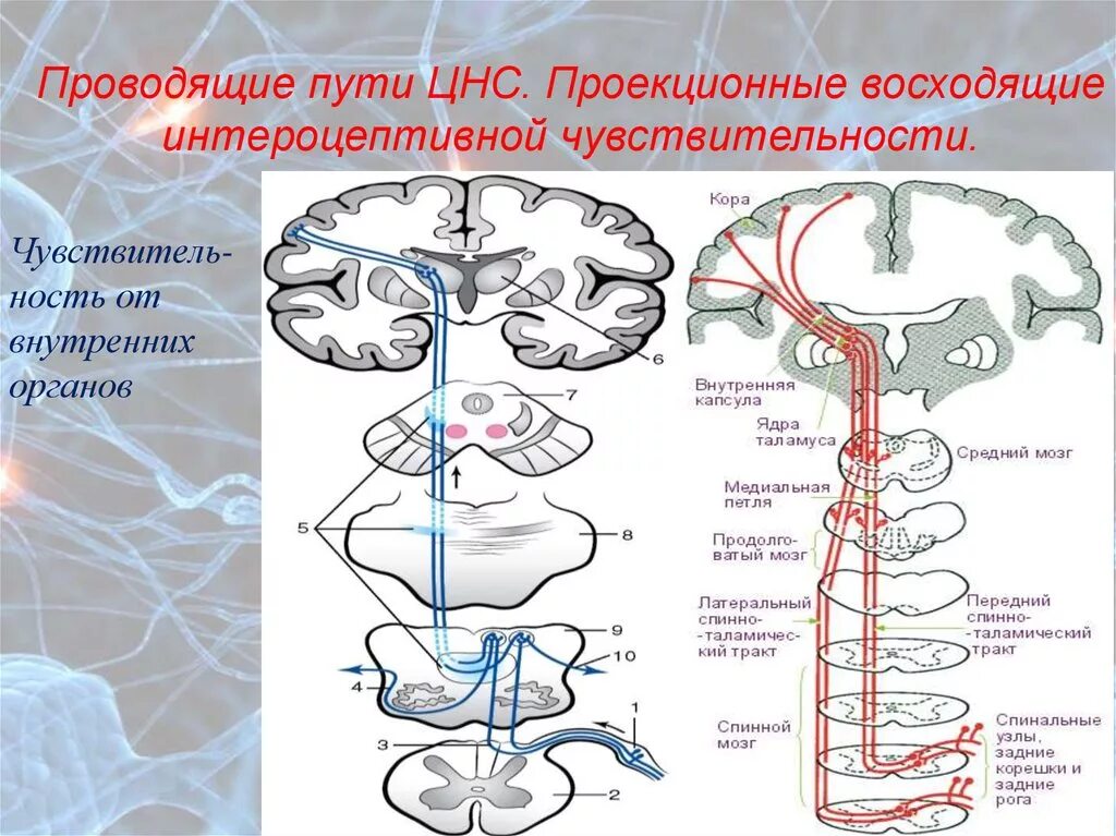 Местоположение проводящий. Проводящие пути интероцептивной чувствительности. Афферентные проводящие пути ЦНС. Проводящие пути ЦНС схема. Афферентные проводящие пути спинного мозга.