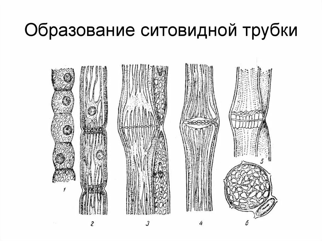 Ситовидные трубки луба. Строение ситовидных трубок. Членик ситовидной трубки флоэмы. Ситовидные трубки рисунок 6 класс. Проводящей клеткой флоэмы является