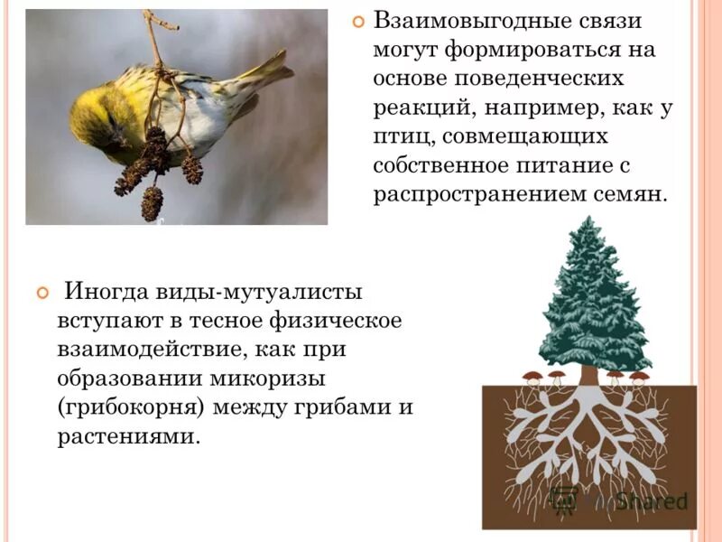 сосны. микориза мутуализм. белый гриб тип питания. что такое симбиоз в биологии 5 класс грибы. шляпочные грибы симбиоз.