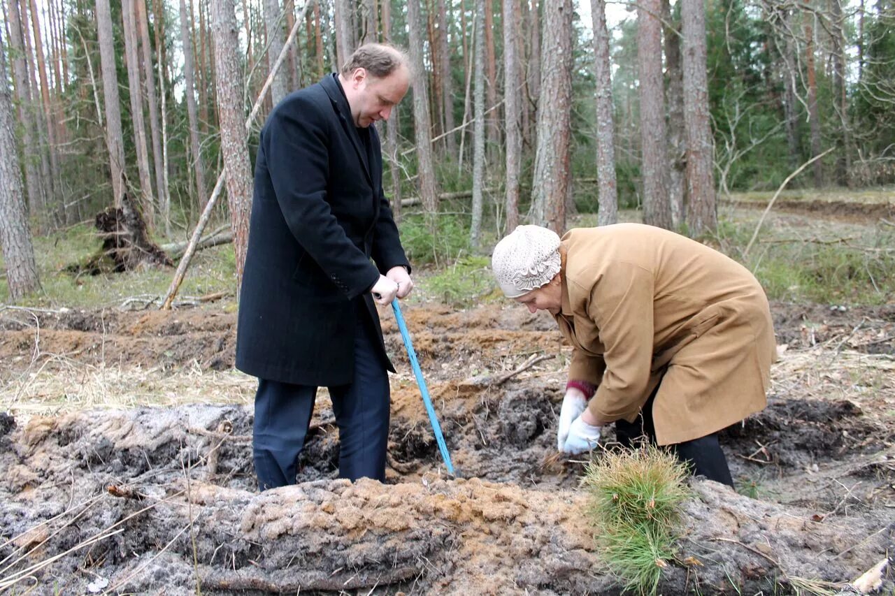 учебно опытное лесничество г п ульяновка