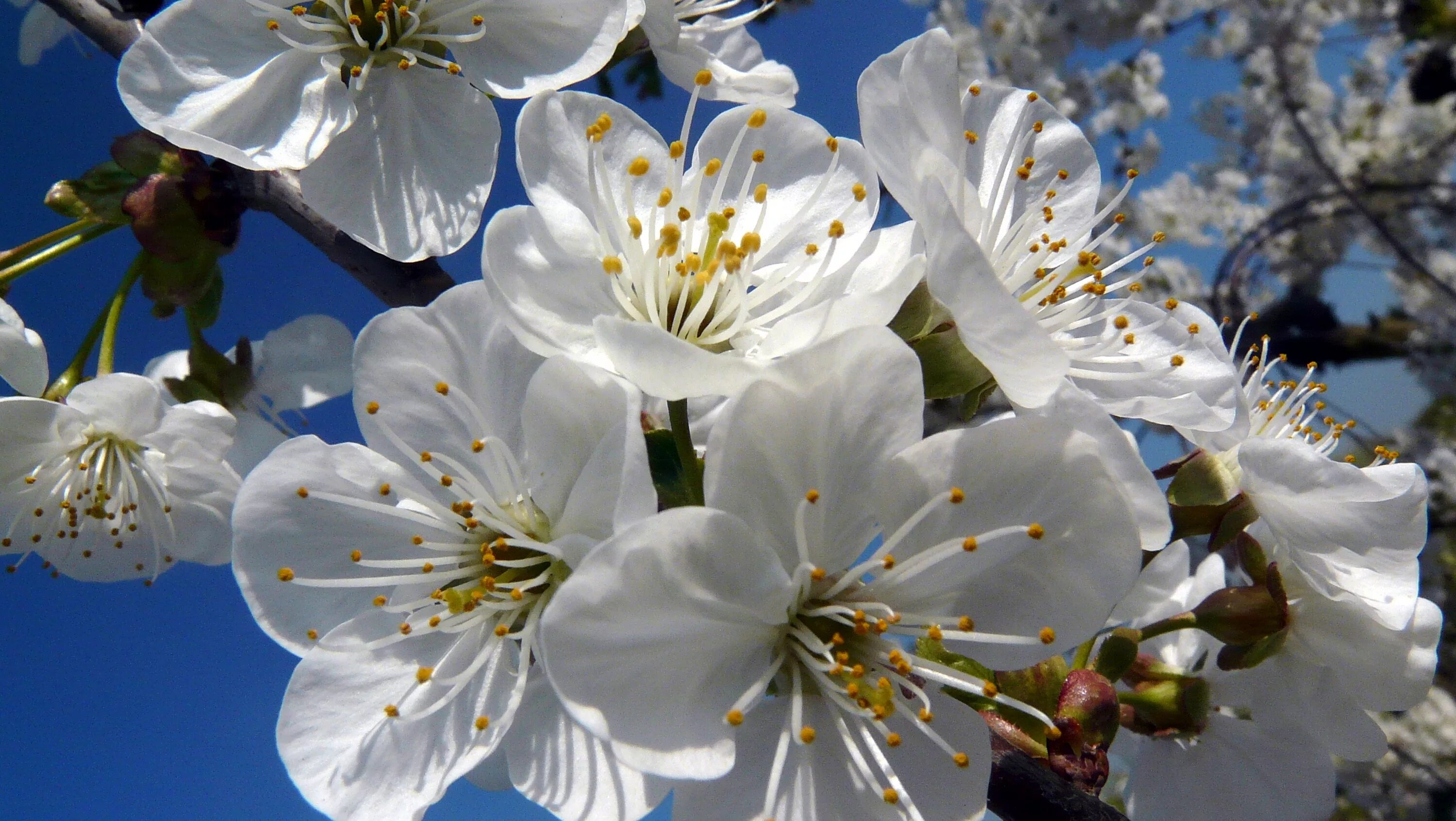 Цветы вишни. Цветение вишни. Вишни в цвету. Расцветающее растение. Blossom цветы