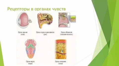 Рецептор это в биологии 8 класс