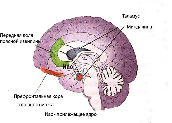 Болевой центр в мозге. Центры удовольствия в мозге. Зона удовольствия в мозге. Центр удовольствия в головном мозге человека. Центры наслаждения в мозге.