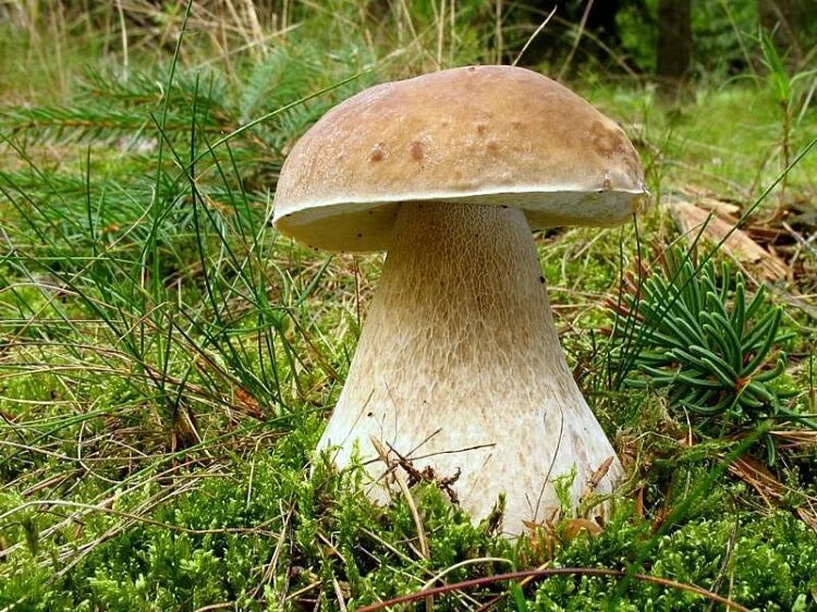 Гриб Боровик. Серый гриб Боровик. Канадский гриб. Как называется белый гриб. Грибочки 1