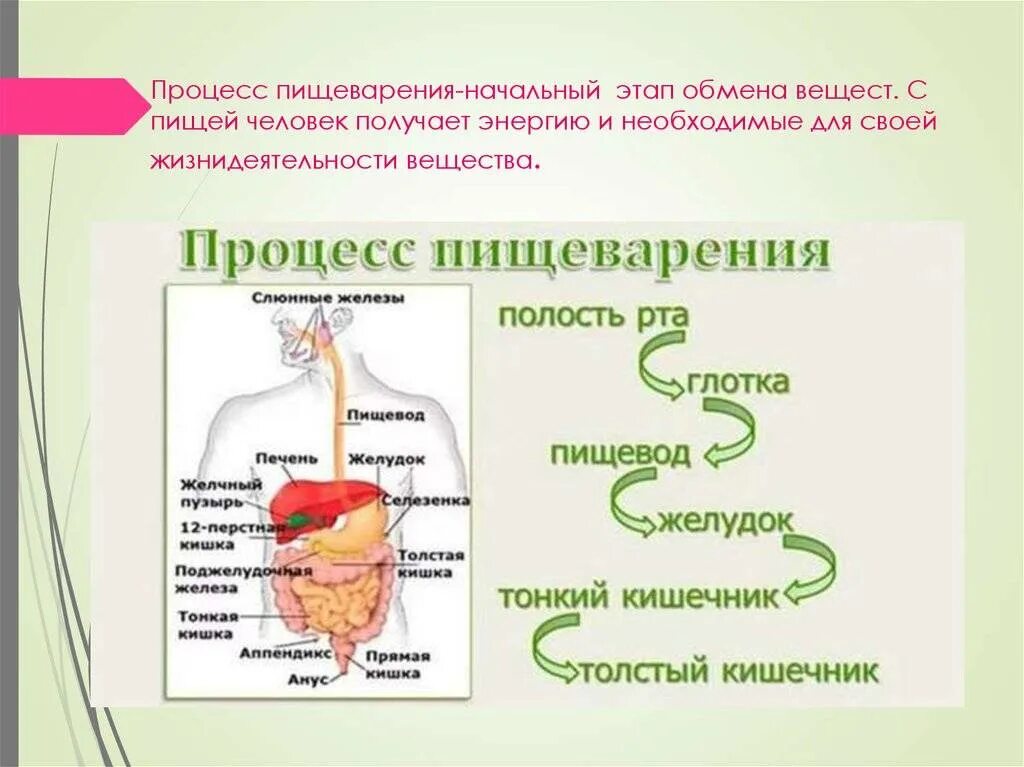 Пищеварительный процесс человека