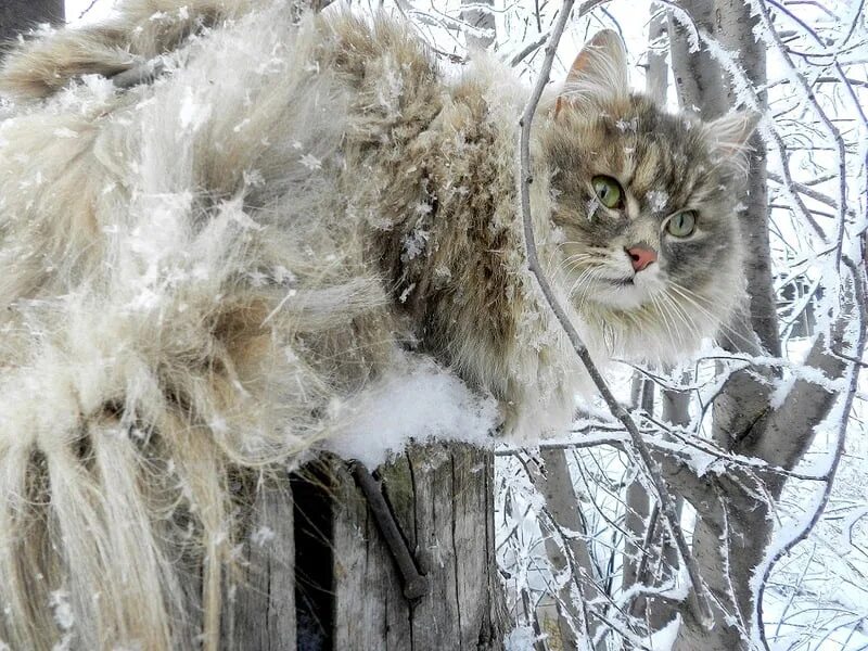 Почему снег пушистый. Кошки зимой. Пушистая зима. Снежный кот. Котик на морозе.