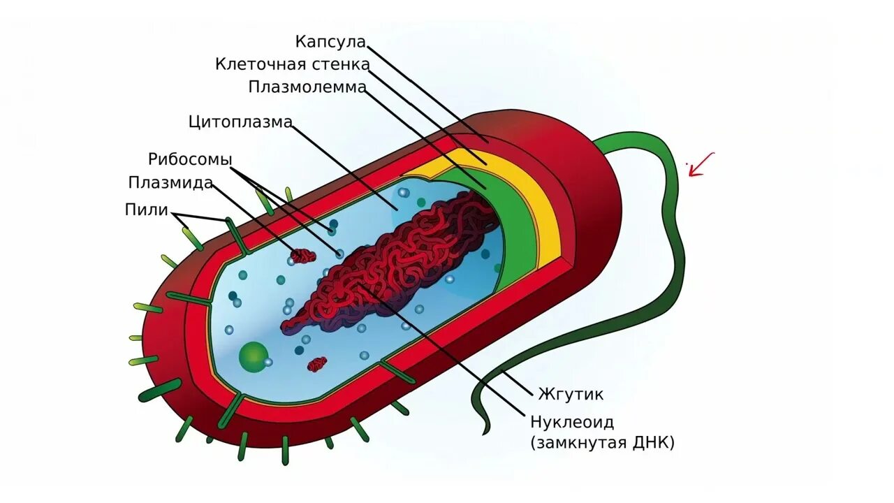 Прокариоты вирусы бактерии