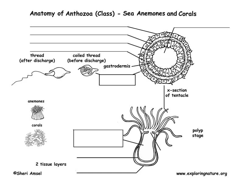 Класс коралловые полипы (Anthozoa). Строение актинии. Anthozoa строение. Части тела актинии.