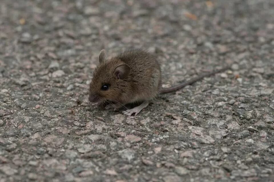 1 i a mouse