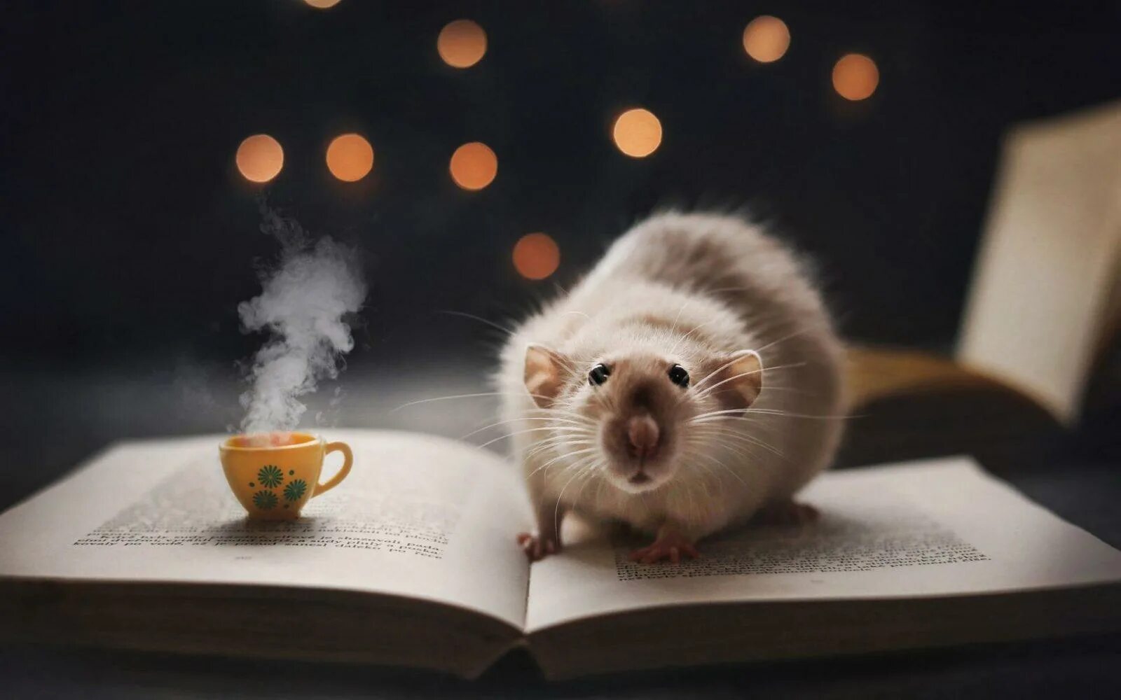 Мыши рабочий стол. Крыса на заставку. Хомячок с книжкой. Мышки в книжке. Мышь с книгой.