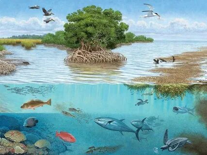 Организмы водоема