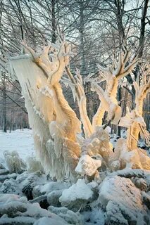 Ледяное дерево