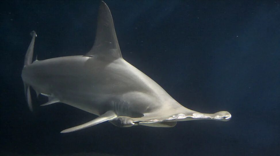 Почему акулы постоянно в движении. Акула-молот (Sphyrna mokarran. Акула хаммерхед. Малоглазая гигантская акула-молот. Кархаринообразные акулы.