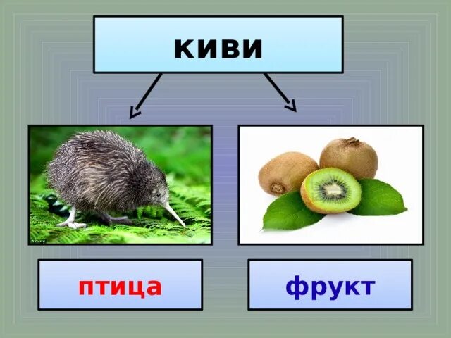Киви перевод на английский. Kiwi перевод на русский. Киви птица. Экзотические фрукты. Птица киви размер.