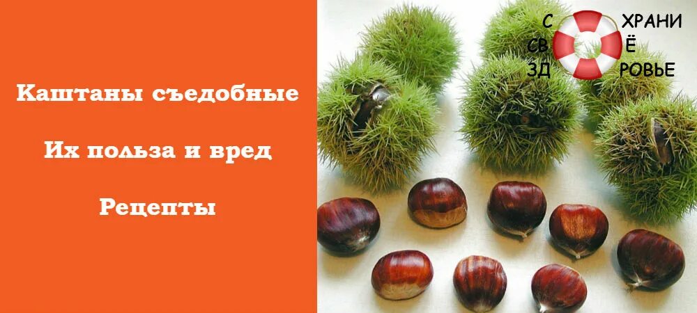 Каштан съедобный. Семена каштана. Печеные каштаны. Каштан орех. Каштаны польза и вред для организма.