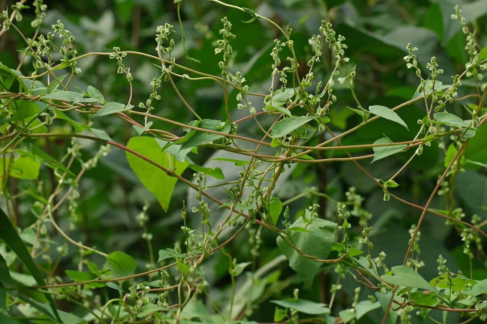 Длинный сорняк. Гречишка вьюнковая. Горец вьюнковый (Polygonum Convolvulus l.). Гречишка вьюнковая (Fallopia Convolvulus). Гречишка вьюнковая (Горец) Polygonum Convolvulus.