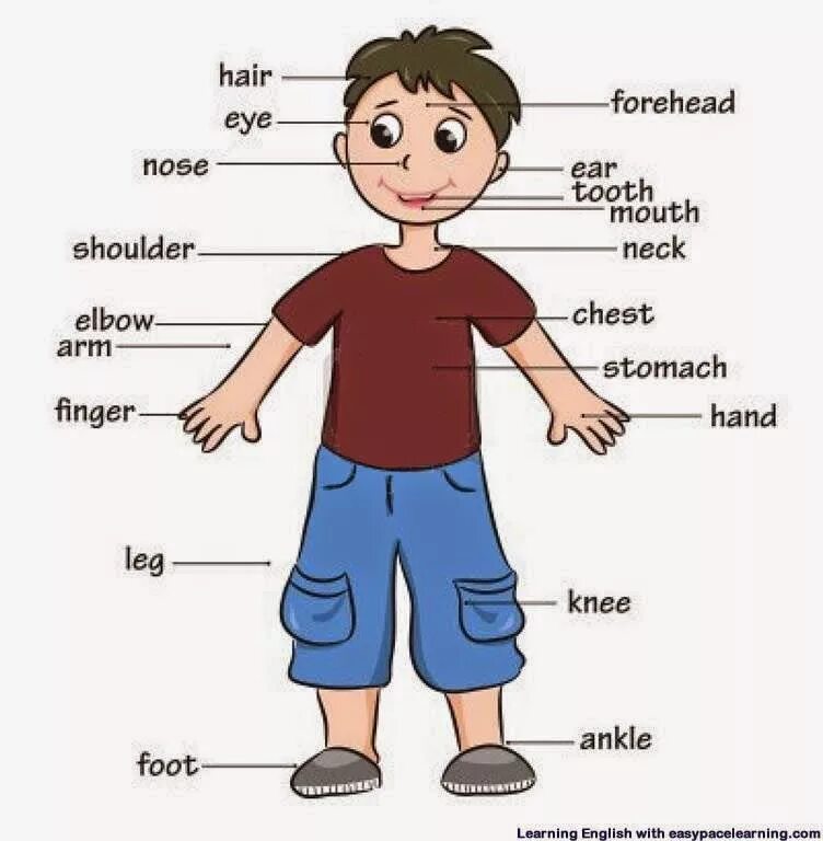Описание человека для детей. Части тела Цна татарском. Части тела на татарском. Тело человека на английском для детей. Человечек части тела.