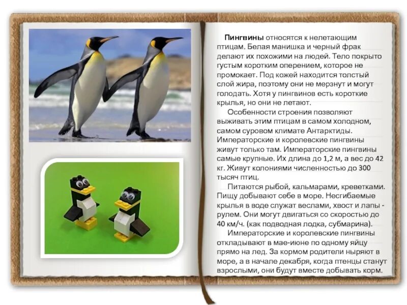 Описание пингвина. Рассказ о пингвине. Пингвин для детей. Пингвин рассказ для детей дошкольников. Рассказы про пингвинов для детей