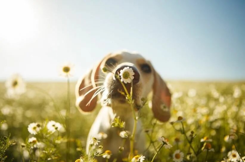 Собака в поле мем Awesome theCHIVE Funny dog pictures, Cool pets, Dog background
