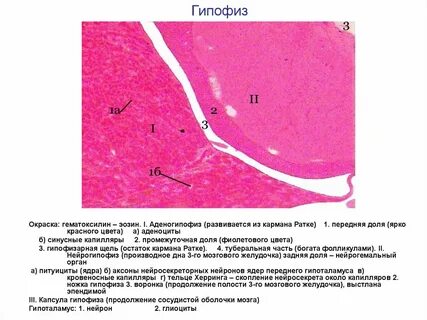 Фолликулы гипофиза
