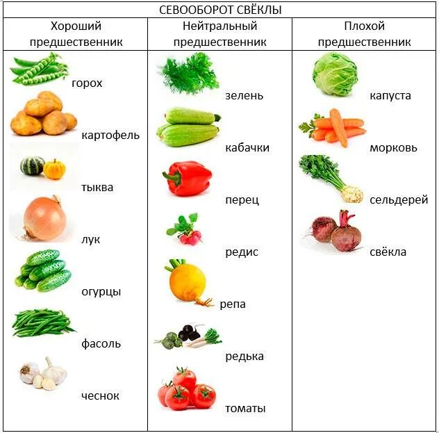 Сажают ли свеклу после моркови. Таблица севооборота овощных культур. Схема севооборота предшественники. Чередование посадок овощных культур таблица. Таблица посадок овощных культур предшественников.