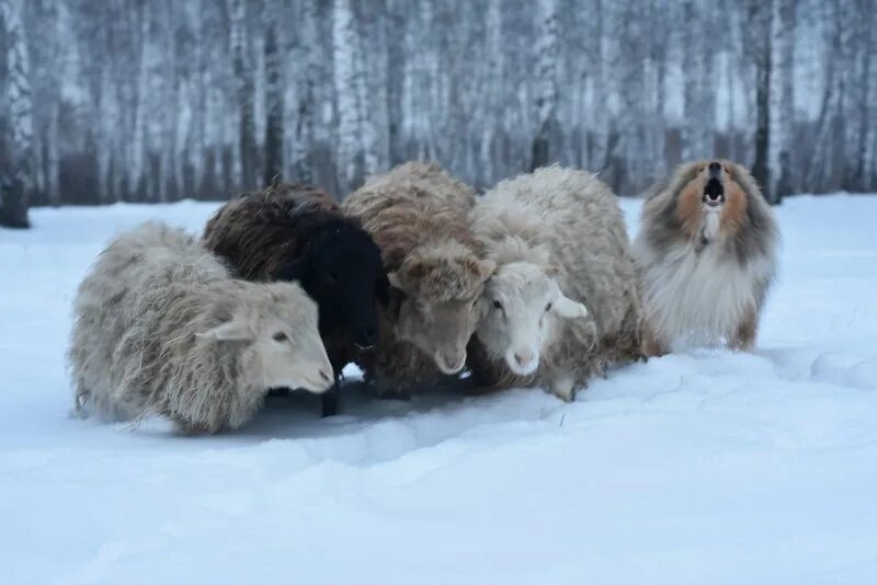 проказы старухи зимы презентация. мужчина в горах зимой.