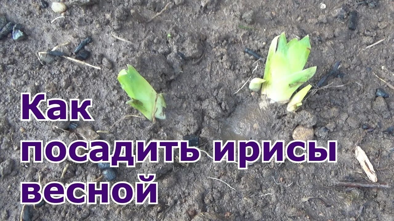 На какую глубину сажать ирисы. Посадка ирисов весной. сажаем ирисы. ирисы посадка. посадка ирисов весной в открытый.