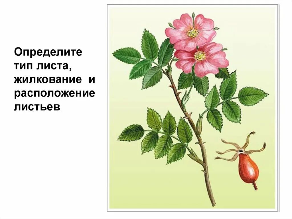 Шиповник какое семейство растений. Шиповник коричный. Шиповник Майский цветок. Шиповник коричный Фармакогнозия.