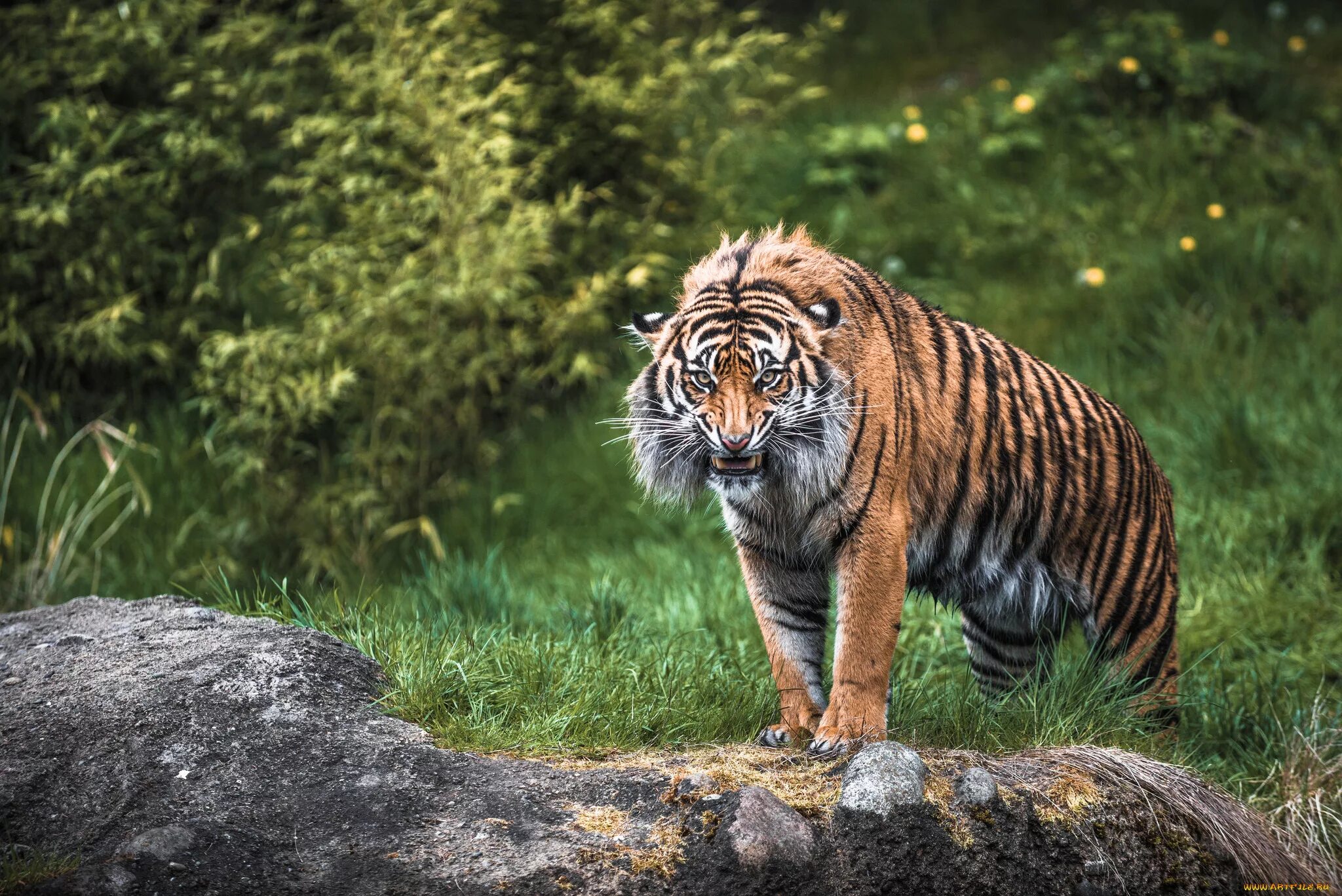 Ютуб дикий животный. Суматранский тигр. Суматранский тигр злой. Уссурийский тигр. Тигр Ngandong Tiger.