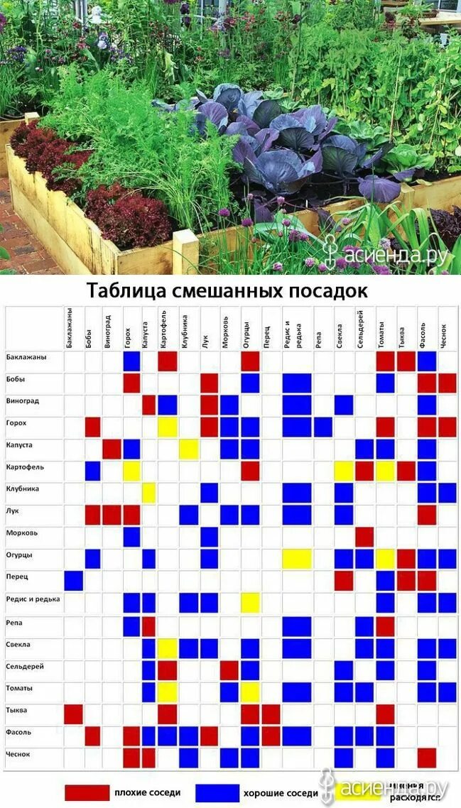 Соседство цветов. Совместимость растений на грядке. Совместимые растения на огороде. Таблица совместимости растений на огороде. Соседство растений на грядках.