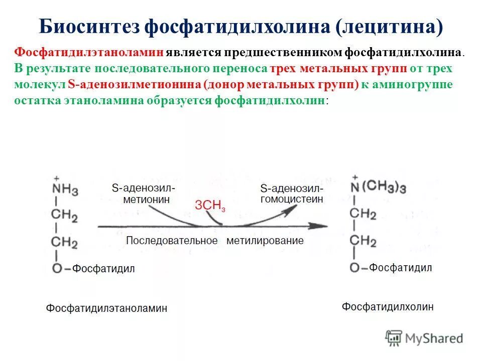 Фосфатидилсерин фосфатидилэтаноламин фосфатидилхолин. Схему реакции превращения фосфатидилэтаноламина в фосфатидилхолин.. Схема синтеза фосфатидилхолина. Биосинтез фосфатидилхолина из Холина.