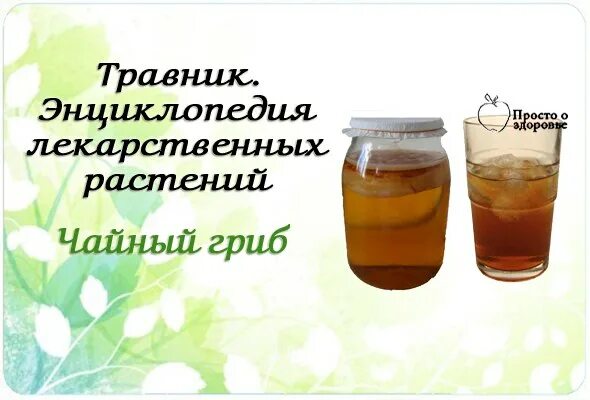 Сколько можно пить гриб. Чайный гриб диабет. Чайный гриб. Чайный гриб при диабете 2. Чайный гриб разновидности.