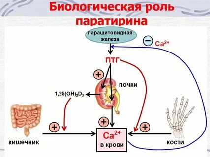 Паратгормон и кальций