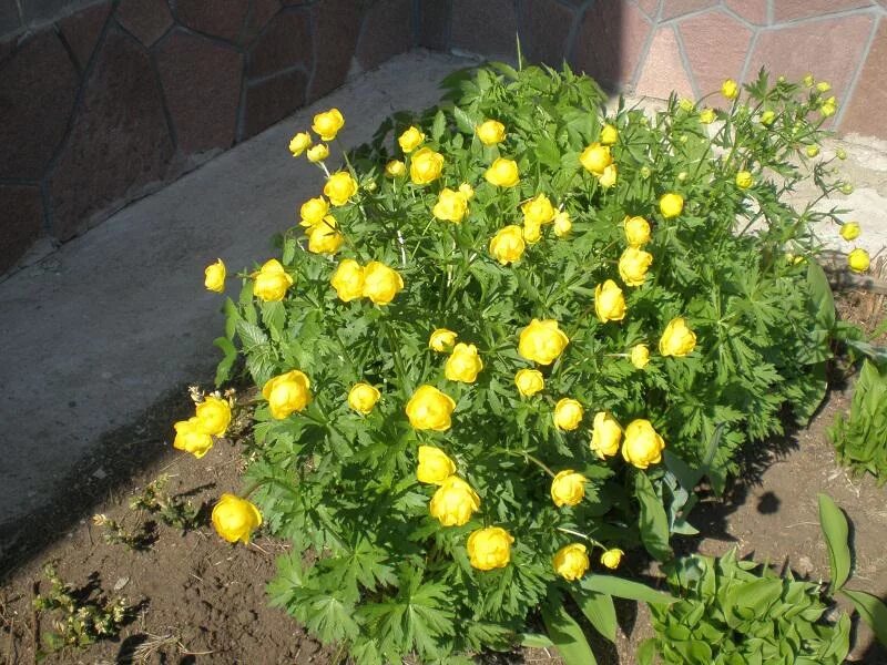 Купальница троллиус. Купальница еллоу кинг. Посадка купальницы. Посадка купальницы. Купальница золотая.