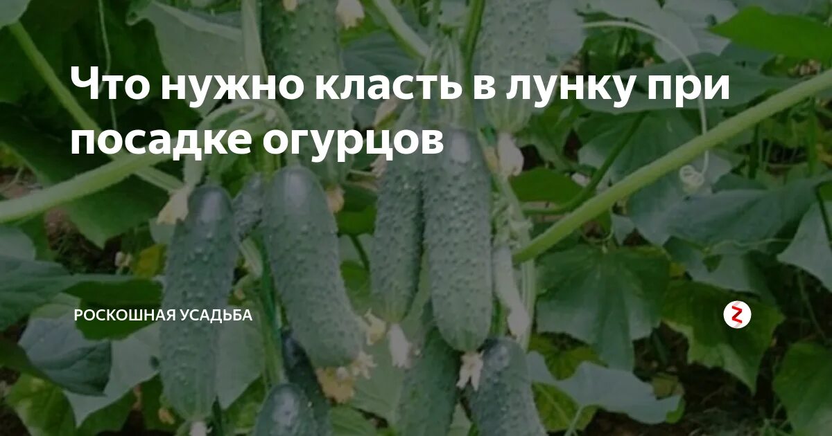 Удобрения при посадке огурцов. Что положить в лунку при посадке огурцов. Огурцы при посадке. Посадка огурцов в лунки. Что класть в лунку при посадке огурцов.