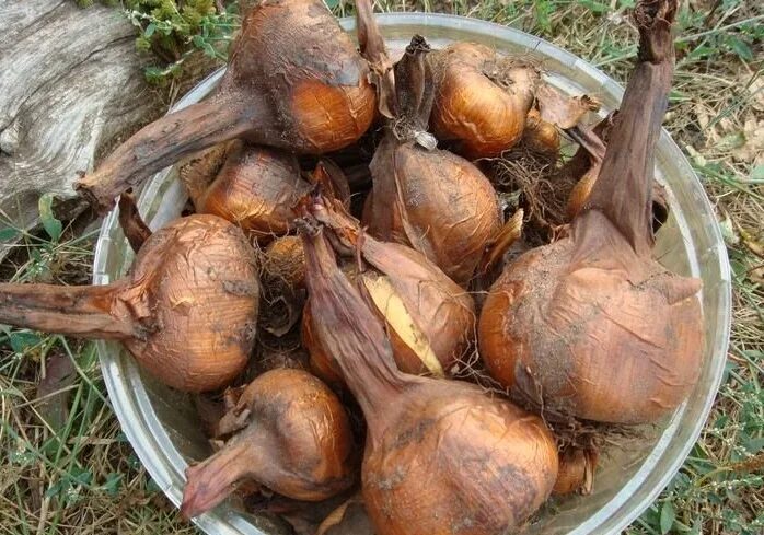 Безвременник великолепный клубнелуковицы. Безвременник осенний луковица. Колхикум giant. Безвременник осенний луковица. Безвременник джайант.