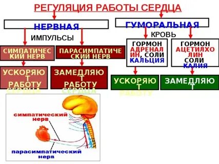 Нервный соль