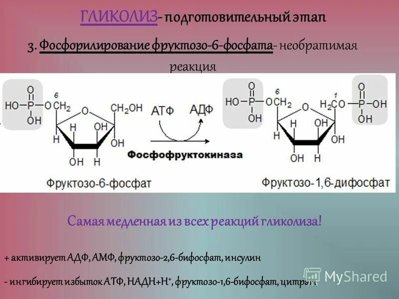 Фосфорилирование фруктозы во фруктозо-6-фосфат. Фруктозо 6 фосфат АТФ фруктозо 1 6 дифосфат АДФ. Фруктозо 6 фосфат распад.