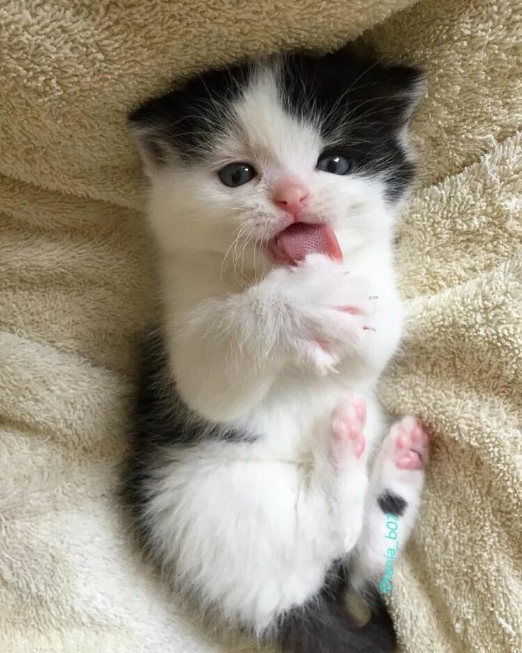 Покажи милые. Маленькие котики. Маленькие котяры. Маленькие котенки. Маленький.