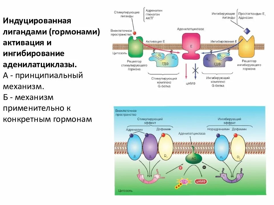 Мембранный тип действия гормонов схема. Механизм действия белковых гормонов биохимия. Какое вещество активирует аденилатциклазу. Какое вещество активирует аденилатциклазу. Аденилатциклазная система биохимия.