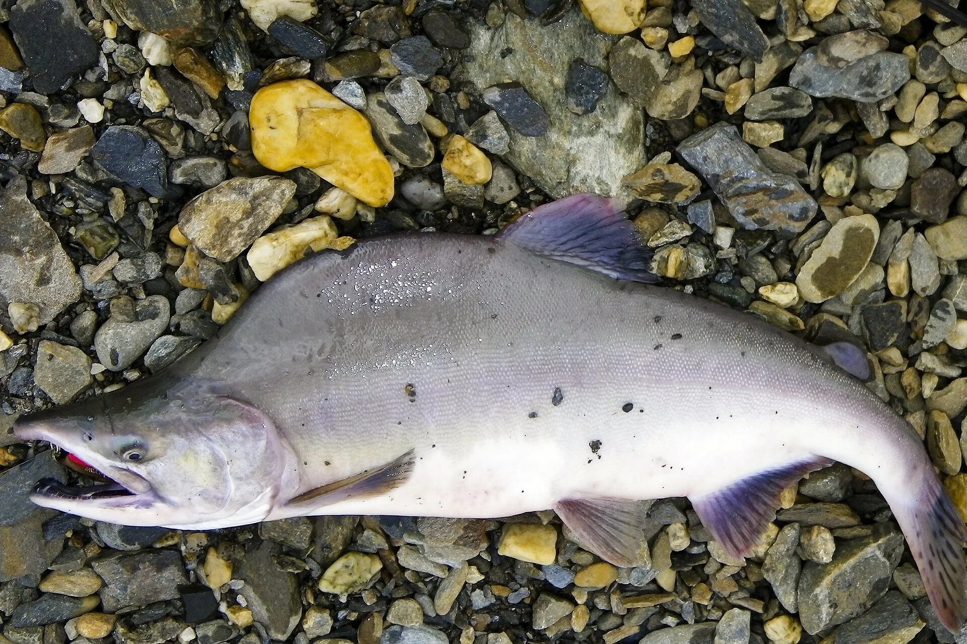 рыба морская тресковые пикша. горбуша дальневосточная. кета дальневосточная. кижуч охотский. дальневосточный морской заповедник тюлень ларго.