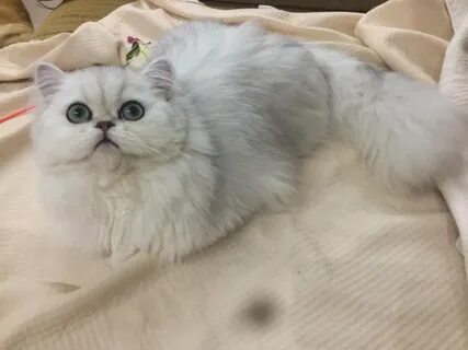 Сколько живут персидские