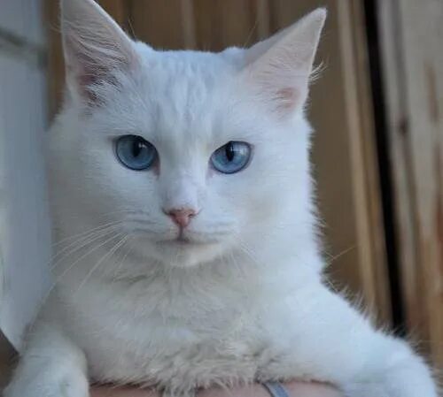 Глухой котенок