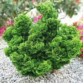 Кипарисовик грацилис