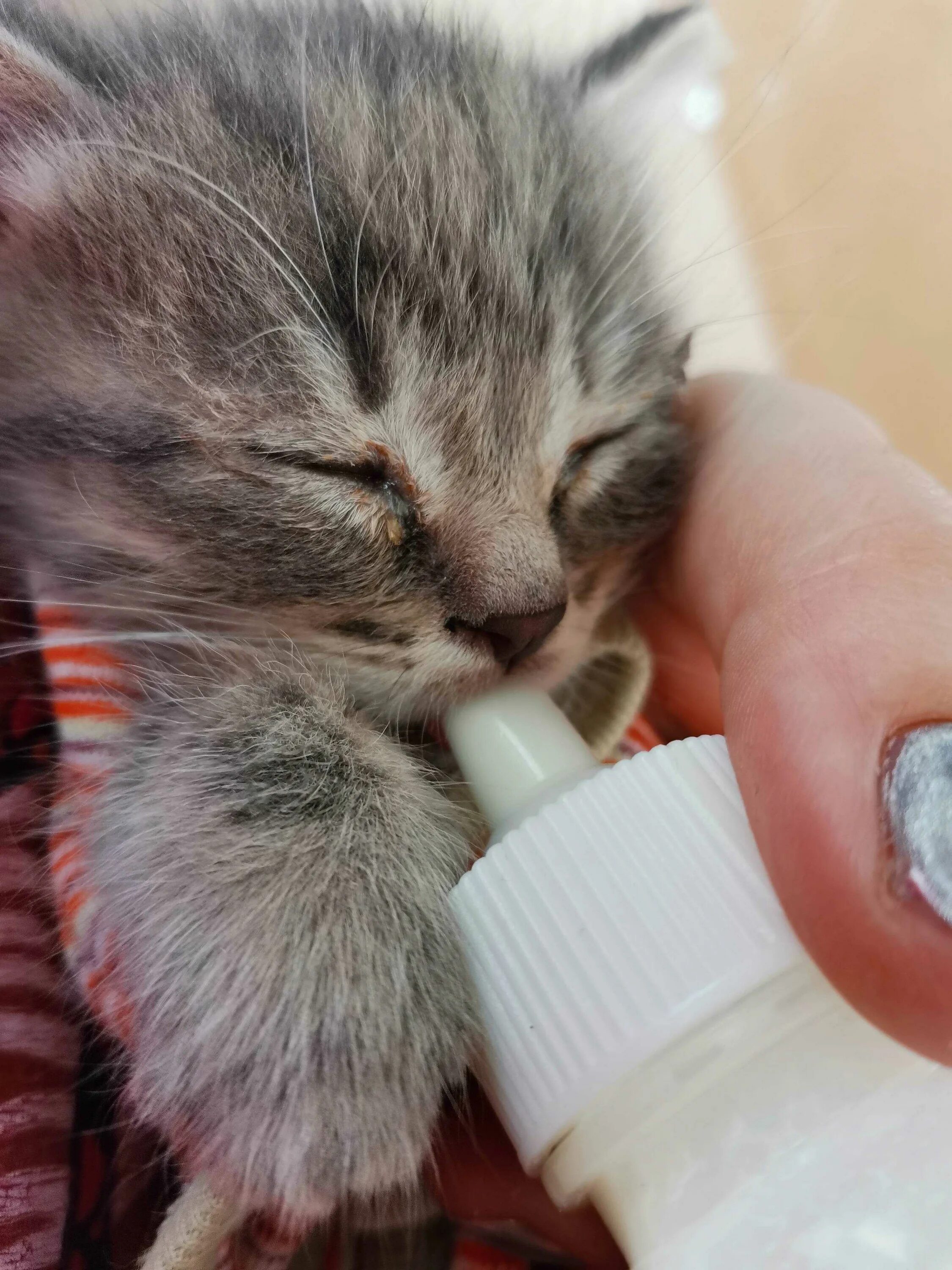 Чем промывать глазки котятам. Чем промывать глазки котятам. Промывание глаз у животных. Средство для промывание ушей коту. Промывание глаз у животных.