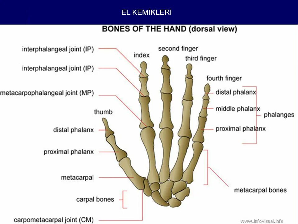 Кости кисти анатомия. Hand Bones. Анатомия указательного пальца. Le main