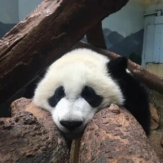 Panda c